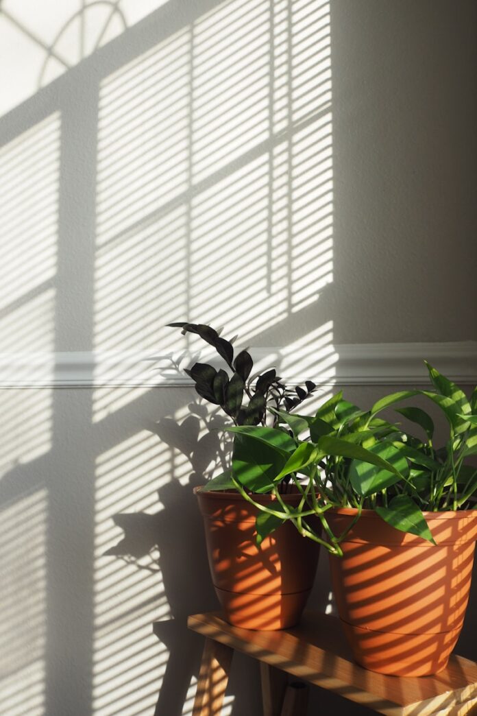 Photo by Barbara Burgess A couple of potted plants sitting on top of a shelf