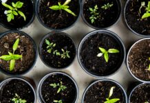 일상으로 스며드는 웰니스 문화, 작지만 확실한 건강의 변화 green leafed seedlings on black plastic pots