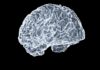 “뇌가 좋아하는 하루, 똑똑하게 챙기기”… 일상 속 뇌건강 트렌드와 실천법 a close up of a human brain on a black background