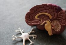 ‘슬기로운 뇌건강 생활’…우리 일상 속 뇌를 위한 작은 습관들 human brain toy