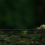 한국인의 건강을 지키는 최신 트렌드, ‘슬로 라이프’ 일상 속 실천법 A small yellow bird sitting on top of a wooden fence
